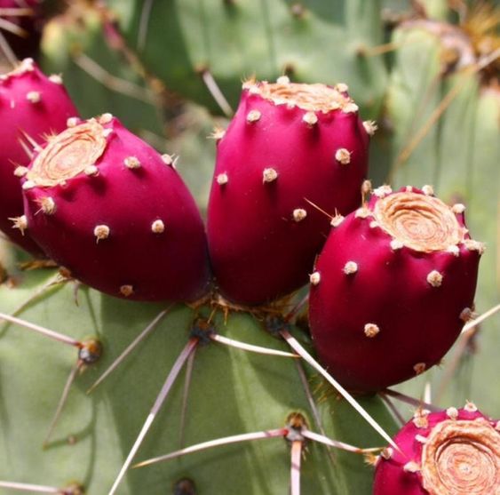 5 Benefits Of Prickly Pear Oil For The Skin