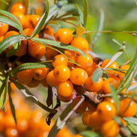 Sea Buckthorn Fruit Oil