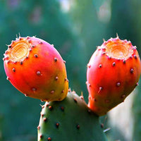 Opuntia Ficus-Indica Seed Oil